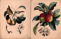 Gyümölcsök, színes rézmetszet (1847) 2 db, Dr. Jánosy gyűjteményéből.