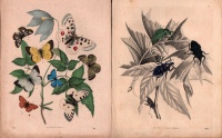 Lepkék, bogarak színes kőnyomat (1867) 2 db,  Dr Jánosy gyűjteményi pecsétjével ellátott.