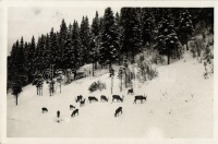 Mariazell, deer feeding