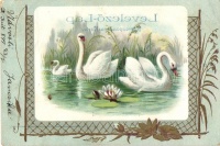 1899 Swans litho (Rb)