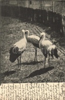 Storks