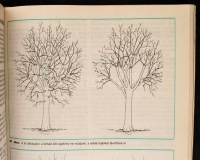 Vegyes kertészeti könyv tétel: Kosinsky Viktor: A szőlőtermesztés kiskönyve (Bp., 1948); 12 hónap kerti munkái (Bp., 1976); a 88 színes oldal a gyümölcsfajtákról (Bp., 1982) két füzete; 2 db Kerti kalendárium (2005 ill. 2006