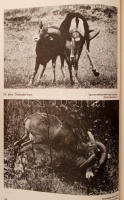 dr. Mátrai Gábor: A muflon és vadászata. Bp., 1980, Mezőgazdasági. 119 p. Kiadói egészvászon-kötésben, borítóval.