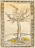 Bussato [Bussatti] da Ravenna, Marco: Giardino di agricoltura. Venezia, 1592, Giovanni Fiorina. Olasz nyelvű mezőgazdasági traktátus, első kiadás. Papír, többféle (feltehetőleg észak-itáliai) vízjellel, 59 folio (ebből 53 számozott),