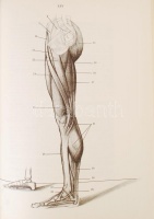 Jenő Barcsay: Anatomie für Künstler. Bp., 1981, Corvina. Vászonkötésben, papír, illetve zsírpapír védőborítóval, papír védőtokkal, jó állapotban.