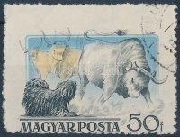 1955 Kutya 50f erős elfogazással (foghibák)