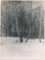 Korschelt Miklós (1900-1982): Erdőrészletek, pecséttel jelzett vintage fotó, 2 db, 18×24 cm
