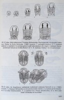 Géczy Barnabás: Ősállattan. Invertebrata Paleontologia. Bp.,1993, Nemzeti Tankönyvkiadó. Kiadói kartonált papírkötés, aláhúzásokkal.