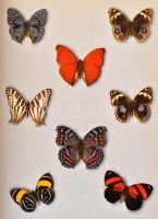 Fliegende Kleinodien. Ein Farbiges Falterbuch. Szerk.: J.E. Schuler. Stuttgart,1995, Schuler-Verlag. Német nyelven. Kiadói egészvászon-kötés, kiadói szakadt papír védőborítóban.