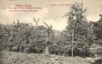 Csobánka, magyar György ny. főhercegi főkertész kertészete, részlet a gyümölcsösből (EK)
