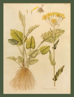 Kitaibel [Pál], Paul(us) és Waldstein, Francisc(us): Descriptiones et icones plantarum rariorum Hungariae című monumentális művének, III. kötetében megjelent, kézzel színezett, 239. számú, „Cineraria rivularis”(csermelyaggófű)-t ábrázoló