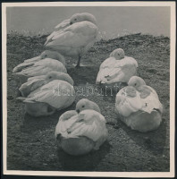 cca 1935 Kinszki Imre (1901-1945) budapesti fotóművész pecséttel jelzett és aláírt vintage fotója (Resting geese), 12,7x13 cm