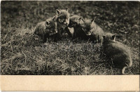 Fox cubs