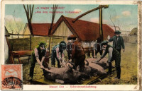 1911 Disznóölés. A magyar népéletből /  Schweineschlachtung. Aus dem ungarischen Volksleben / Hungarian folklore, pig slaughter. TCV card