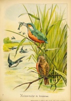 Kis Lap. Képes gyermek-ujság. XLIV. és XLV. köt. (1-2. félév.) 26+27 sz. 1893. jan. 1-dec. 31-ig. Teljes év. Szerk. Forgó bácsi [Ágai Adolf].
