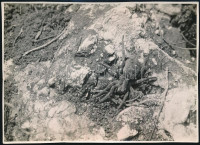 cca 1935 Kinszki Imre (1901-1945) budapesti fotóművész pecséttel jelzett, feliratozott, vintage fotóművészeti alkotása (Farkaspók az Ujlaki-hegyen), 12,5x17,4 cm