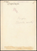 cca 1936 Kinszki Imre (1901-1945) budapesti fotóművész pecséttel jelzett, vintage fotóművészeti alkotása (Pocgém), 18x13 cm