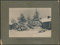 1913 Ipolysági kórházi fenyők áprilisban, kartonra kasírozott fotó, kartonon feliratozva, 11,5×17 cm