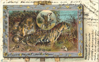 1900 Tigris / Tiger, Art Nouveau, litho  (EK)
