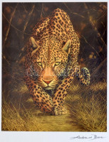 Andrew Bone: Leopárd. Litográfia, papír. Jelzett a dúcon. Tanúsítvánnyal. 18x21 cm