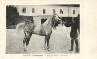 Bábolna, M. kir. állami ménes, Ihagya XVIII. törzsmén, ló. Fischer Gyula 387.