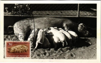 Koca a malacaival, magyar mezőgazdasági propaganda. Képzőművészeti Alap Kiadóvállalat / Hungarian agricultural propaganda, sow pig with her piglets (non PC) + 'Hűtőgépgyártási Kognresszus Eger 1972. VI. 22.' So. Stpl.