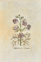 Kézzel színezett metszet Sarkanyfű (delphinium) virágról. 20x11 Üvegezett, aranyszínű fa keretben. Keret belső mérete: 35,5x25,5 cm