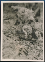 cca 1932 Kinszki Imre (1901-1945) budapesti fotóművész által feliratozott, vintage fotó a hagyatékából (Hermione-Falter), 11,5x8,3 cm