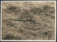 cca 1929 Kinszki Imre (1901-1945) budapesti fotóművész hagyatékából, a szerző által feliratozott vintage fotó (Gyík), 6,1x8,3 cm