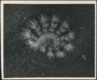 cca 1933 Kinszki Imre (1901-1945) budapesti fotóművész hagyatékából, pecséttel jelzett és a szerző által feliratozott, vintage fotó (Eriogaster lanestris, Mátyáshegy), 13x15,7 cm