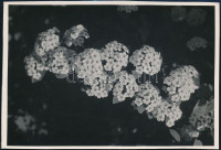 cca 1933 Kinszki Imre (1901-1945) budapesti fotóművész hagyatékából, pecséttel jelzett, vintage fotó (Kerti Spiraea), 17,1x11,6 cm