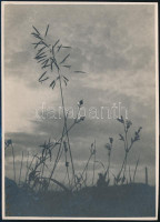cca 1936 Kinszki Imre (1901-1945) budapesti fotóművész pecséttel jelzett, vintage fotóművészeti alkotása (Mezei égigérő), 17,5x12,5 cm