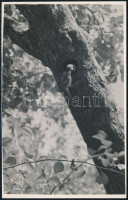 cca 1933 Kinszki Imre (1901-1945) budapesti fotóművész pecséttel jelzett vintage fotóművészeti alkotása (Élelem szállítás), 17,3x11 cm