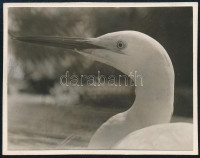 cca 1931 Kinszki Imre (1901-1945) budapesti fotóművész hagyatékából, a szerző által datált vintage fotó (ez a kép a 904-es sorszámú), 5,6x7,2 cm