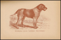 Dr. Hanns von Kadich: Der stichelhaarige deutsche Vorstehhund. Berlin, 1888, Wilhelm Baensch Verlagshandlung. 30 illusztrációval. Kiadói aranyozott, kissé kopott egészvászon kötés, kissé sérült gerinccel. Előzéklap és címlap