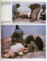 Magyar Ferenc: Vadászat kudu-földön. Afrikai vadásznapok. Bp., 1989, Béta. Kiadói artonált papírkötésben, kiadói papír védőborítóval, jó állapotban.
