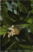 California, orange blossoms, butterfly (EK)