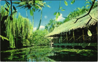 Honolulu (Hawaii), the willows, photo
