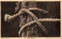 Les Scouts de France. Noeud de Cabestan / French scouting, Capstan Knot