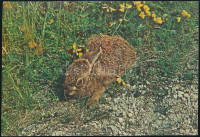 ~1994