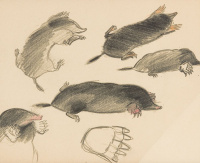 WILHELM JARUSKA* (Vienna 1916 - 2008 Vienna): Mole study