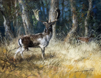 Csergezán Pál (1924-1996): Fallow Deer